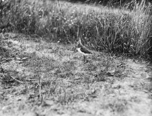 Kiebitz (Vanellus vanellus L.), Jungvogel, unmittelbar vor der Flugfähigkeit