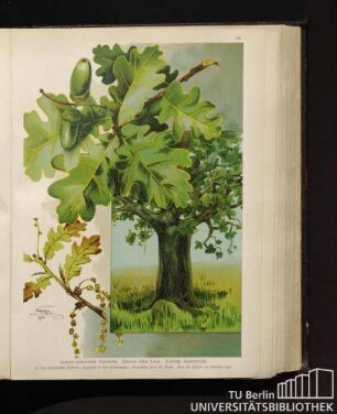 Quercus pedunculata Ehrenheim. Quercus robur Linné. Stieleiche, Sommereiche.