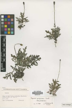 Papaver