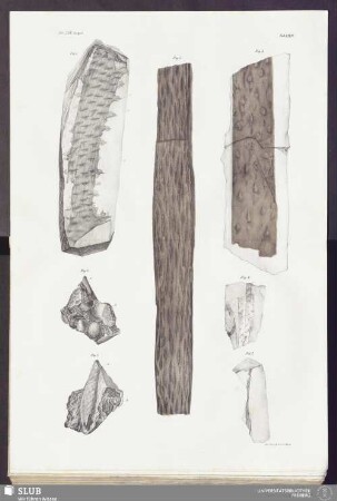 Tab XXXIV