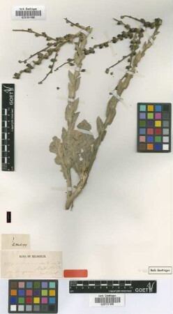 Verbascum antinori Boiss. & Heldr. [isotype]
