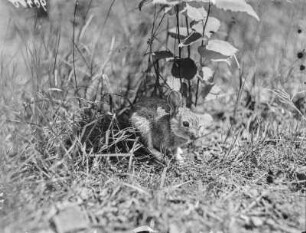 Wildkaninchen : Ein soeben eingefangenes Wildkaninchen (Oryctolagus cuniculus Linnaeus).
