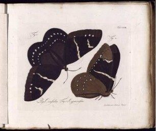 [1], Theil 6, Taf: Natursystem aller bekannten in- und ausländischen Insekten als eine Fortsezzung der von Büffonschen Naturgeschichte: Nach dem System des Ritters Carl von Linne bearbeitet. [1]. Der Schmetterlinge ... Theil. Theil 6, Taf