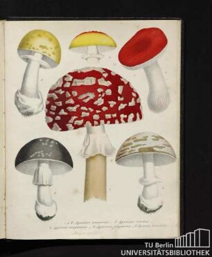 1. und 2. Agaricus muscarius. / 3. Agaricus citrinus. / 4. Agaricus sanguineus. / 5. Agaricus fuliginosus. / 6. Agaricus herpeticus.