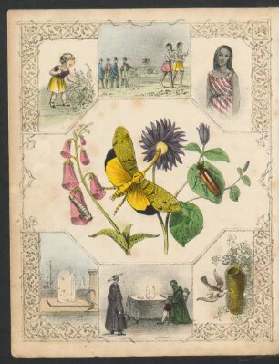 Tafel: [Light from insects.]