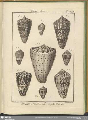Pl. 335. Cone. Conus