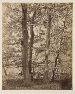 Album mit 32 Fotografien von August Kotzsch : Album mit Ledereinband, Metallschließe, Metallknöpfe in allen vier Ecken, bezeichnet goldgeprägt Mitte: ALBUM, bezeichnet typografisch auf Papieretikett oben Mitte: 451, auf 32 Seiten aus Karton mit Goldschnitt 32 aufgeklebte Albuminpapierabzüge; Seiten: je 22,5 x 29,5 cm, Album: 23,3 x 32 x 3,4 cm (1880/1890). Dresden: SLUB/DF 2024.D.8