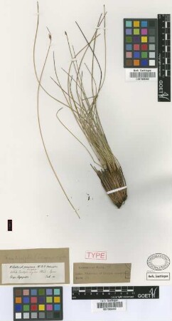 Scirpus rigidus Griseb. [type]
