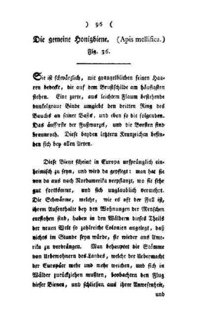 ¬Die¬ gemeine Honigbiene : (Apis mellifica) ; Fig. 36