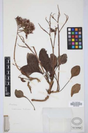 Limonium fruticans (Webb ex Boiss.) Kuntze