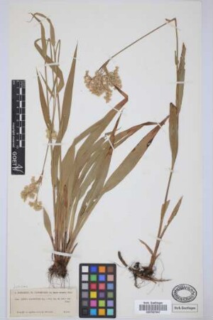Luzula canariensis Poir.