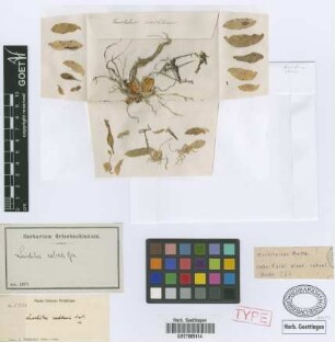 Leochilus cochlearis Lindl.