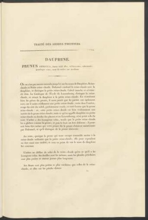 Dauphine. Prunus Ambigua, ...