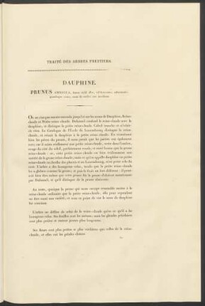 Dauphine. Prunus Ambigua, ...