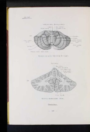 213 Kleinhirn, Frontalschnitt. Kerne.