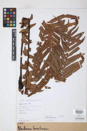 Blechnum brasiliense Desv.