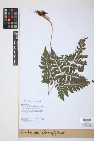 Arachniodes chaerophylloides (Poir.) Proctor