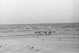 Vögel am Strand von Kilwa : Strandlandschaft mit Meer und Vögeln