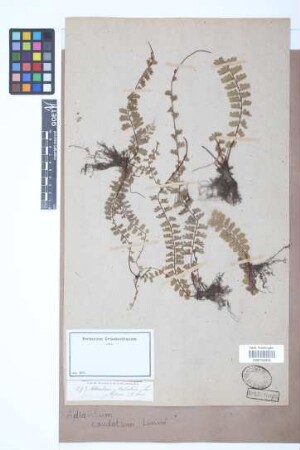 Adiantum caudatum L.