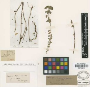Euphorbia deflexa Sibth. et Sm. var. athoa Griseb.[type]