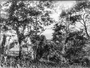 Vegetation und Häuser : Blick auf Vegetation und Häuser.