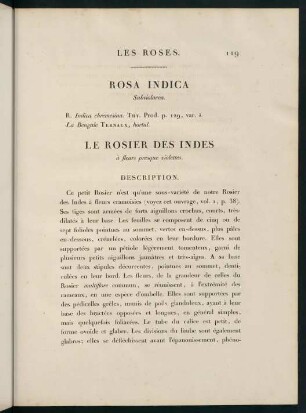 119-120, Rosa Indica (Subviolacea.) Le Rosier des Indes (à fleurs presque violettes.)