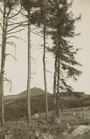 Zittauer Gebirge. Lärchen. Im Hintergrund die Lausche