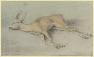Zur Strecke gebrachter Rehbock