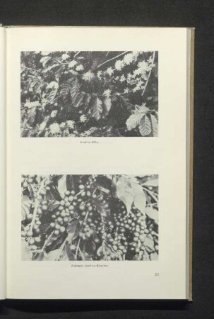 Arabica-Blüte / Reifende Arabica-Kirschen
