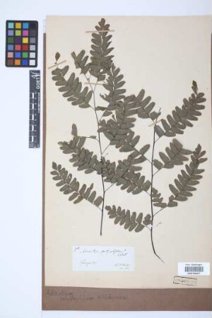 Adiantum polyphyllum Willd.