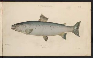 IIIr, Fario lacustris. Silberlachs.