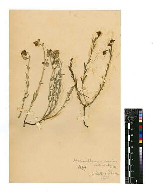 Cistaceae Helianthemum vesicarium Boissier, Edmond (1810 - 1885) [Hesbon, Heschbon, Heshbon, Tell Hesbon, Tell Hisban, Tell Hesban, Hisban]