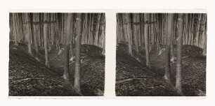 Pinge und Halde am Ausgehen eines Eisensteinganges (Kalte Baum), August 1952