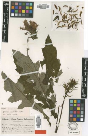 Aphelandra kolobantha Lindau [isotype]