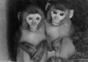 Hamburg-Stellingen. Tierpark Hagenbeck. Paviane in ihrem Gehege. Sie sehen aus, als erwarten sie nur noch Schrecken