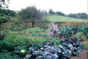 Gemüsegarten mit vielen Pflanzen außerhalb der Ortslage