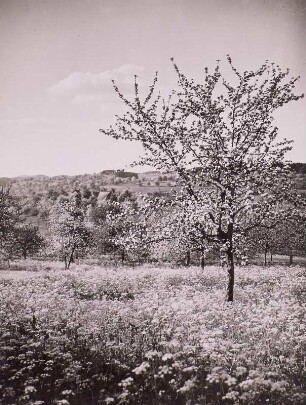 Oberreinau, blühende Obstbäume