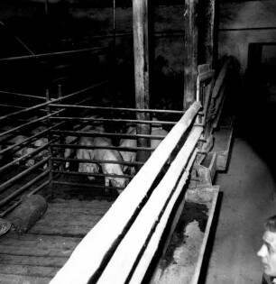 Spaltenbodenstall für Mastschweine