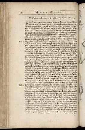 De Uterorum Augmento,...