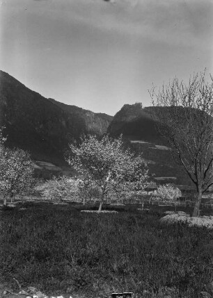 Apfelbäume : Blick über eine Apfelbaumwiese zur Burg Greifenstein