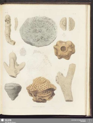 Pl. VII