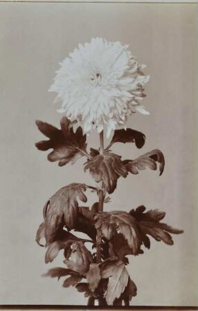 Chrysanthemum