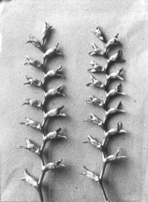 Montbretie, Crocosma (Tritonia crocosmi flor), Fruchtstand