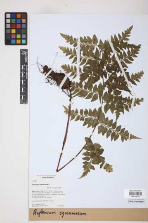 Asplenium squamosum L.