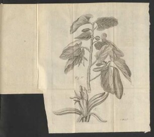 Fig. 37.