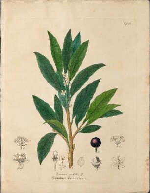 Taf. XV. Laurus nobilis L.