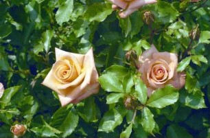 Mainau: Insel Mainau, zwei Rosen