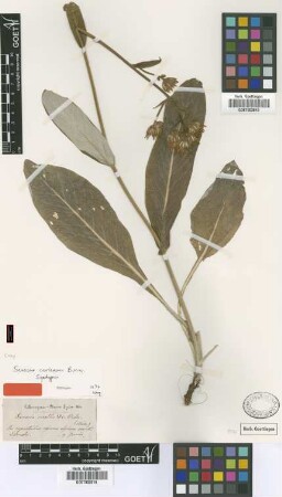Senecio mollis DC.