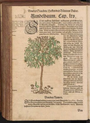 Mandelbaum, Cap. LXV