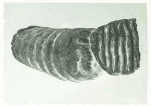 Fossil, zerbrochener Zahn oder Zähne
